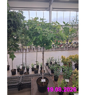 Liquidambar styr. 'Gum Ball' C 10 L